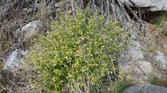 Mirabilis laevis retrorsa