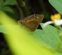 Polytremis lubricans