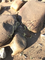 Dipcadi brevifolium