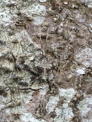 Paropioxys