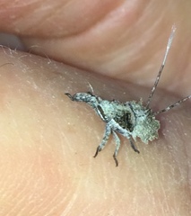 Paropioxys