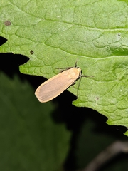 Eilema depressa