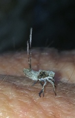 Paropioxys
