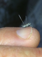 Paropioxys