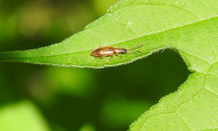 Telephanus