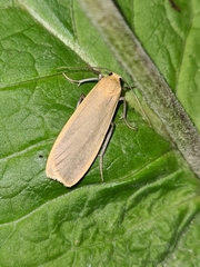 Eilema depressa