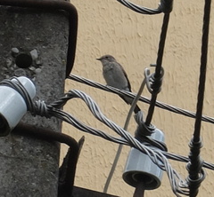 Muscicapa striata
