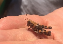 Calliptamus barbarus