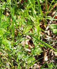 Galium sylvaticum