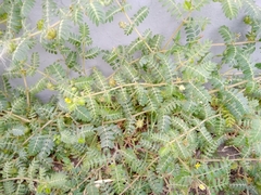 Tribulus terrestris