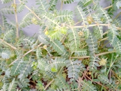 Tribulus terrestris