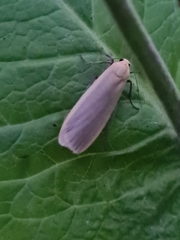 Eilema depressa