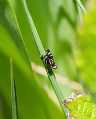 Herina frondescentiae