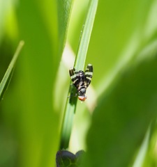 Herina frondescentiae