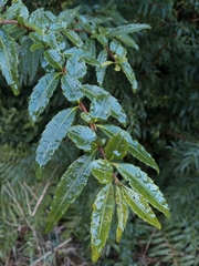 Azara lanceolata
