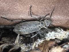 Epicauta maculata-group