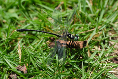 Stylogomphus chunliuae