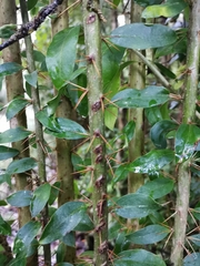 Archidasyphyllum diacanthoides