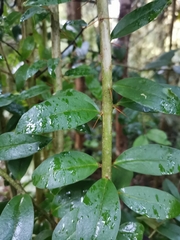 Archidasyphyllum diacanthoides