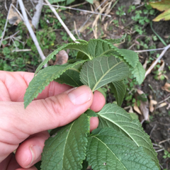 Teucrium canadense canadense