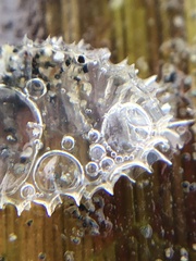 Nassarius fossatus