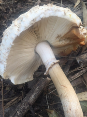 Rhacodium