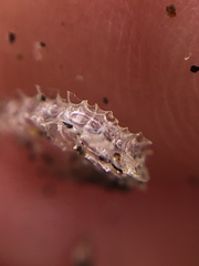 Nassarius fossatus
