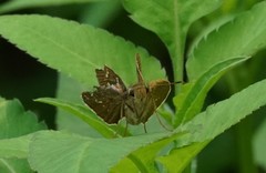 Polytremis lubricans