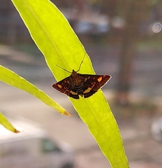 Pyrausta aurata