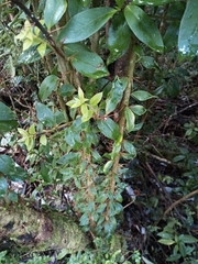 Archidasyphyllum diacanthoides