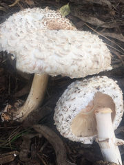 Rhacodium