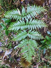 Pteris semiadnata
