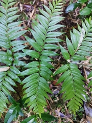 Pteris semiadnata
