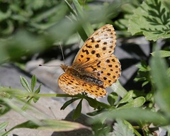Boloria gong