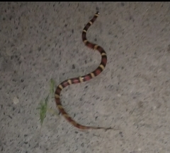 Lampropeltis annulata