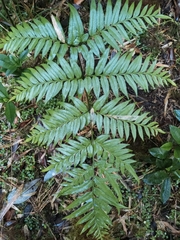Pteris semiadnata