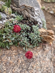Eriogonum kingii