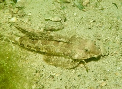 Dactylopus dactylopus