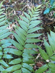 Pteris semiadnata