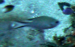 Azurina multilineata