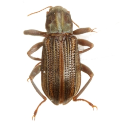 Stenelmis occidentalis