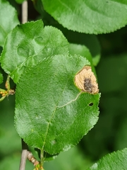 Stigmella plagicolella