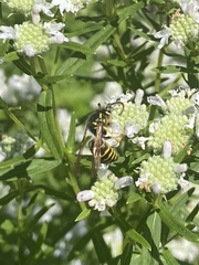 Dolichovespula arenaria