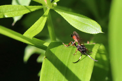 Ichneumon extensorius