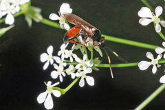 Ichneumon extensorius
