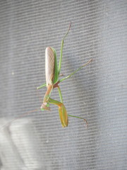 Tenodera sinensis
