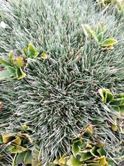 Oreobolus pectinatus