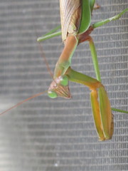 Tenodera sinensis