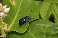 Chrysochus chinensis