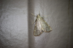 Hypsopygia binodulalis